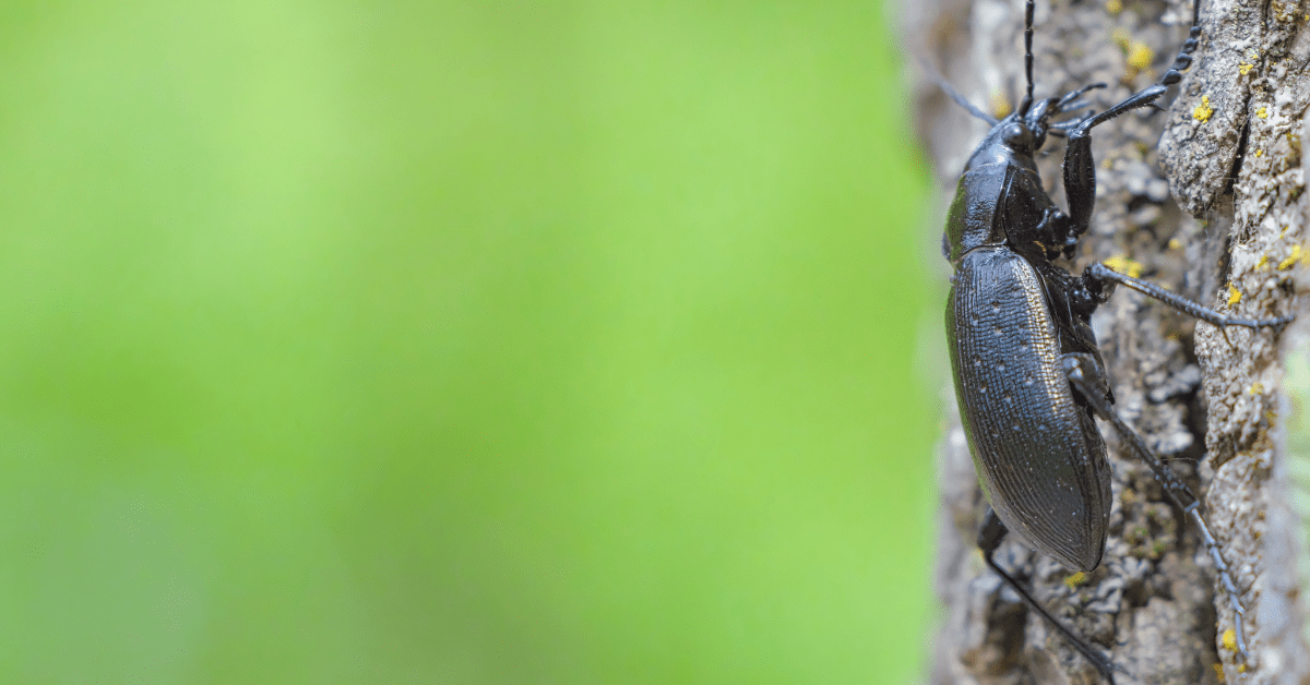 Silent Invaders: How Tree‑Eating Insects Threaten Trees