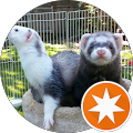 Eve Welcome Icon